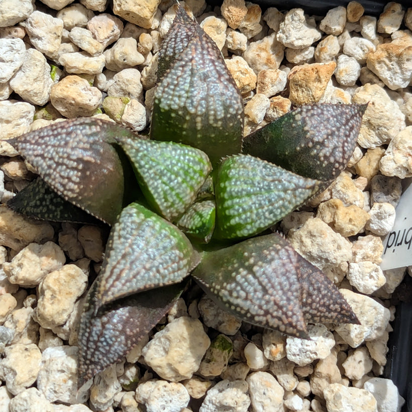 Haworthia  hybrid series PP611  #42