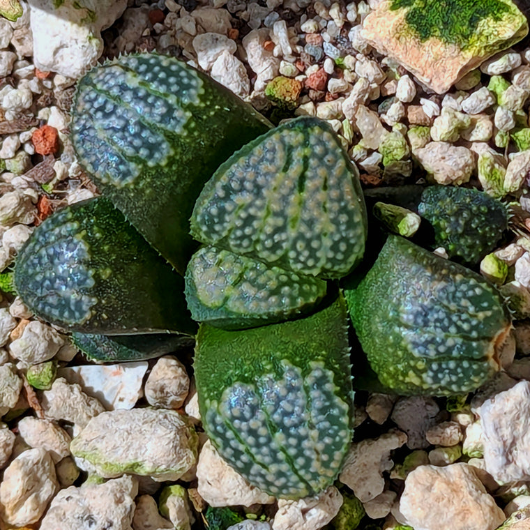 Haworthia 