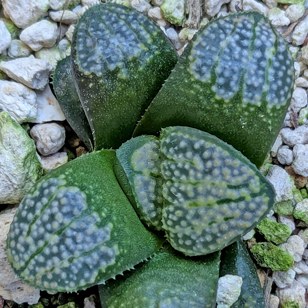 Haworthia "TetraTreasures" PP631 groenewaldii hybrid series #42