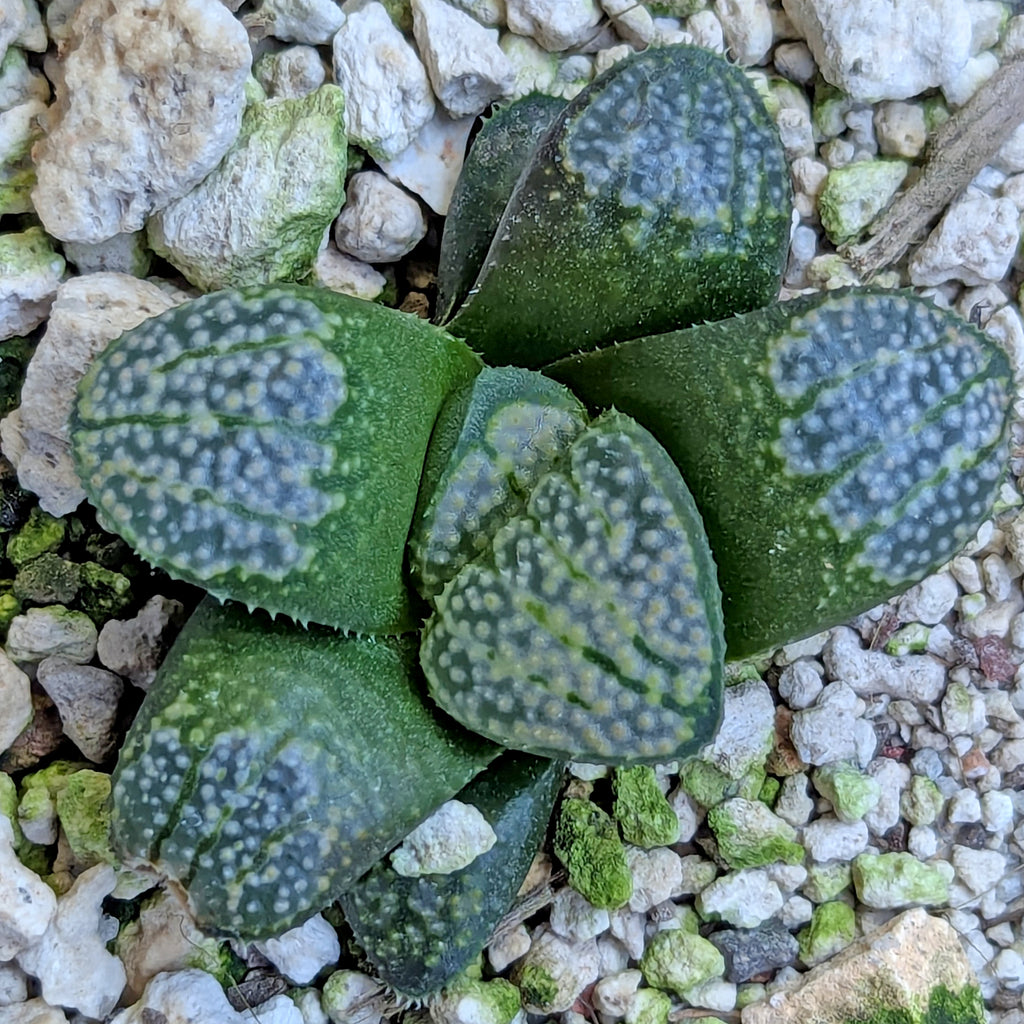 Haworthia "TetraTreasures" PP631 groenewaldii hybrid series #42