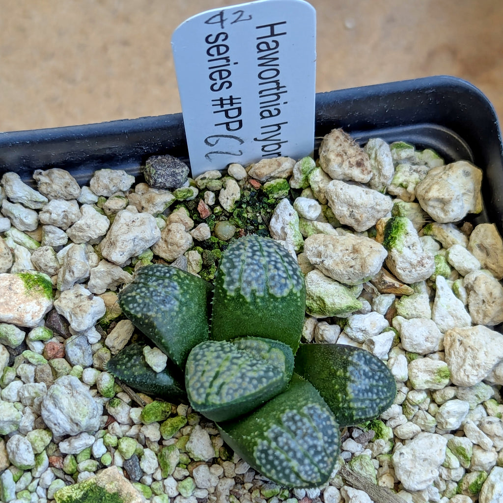 Haworthia "TetraTreasures" PP631 groenewaldii hybrid series #42