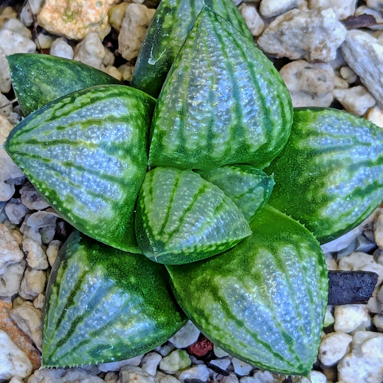 Haworthia 