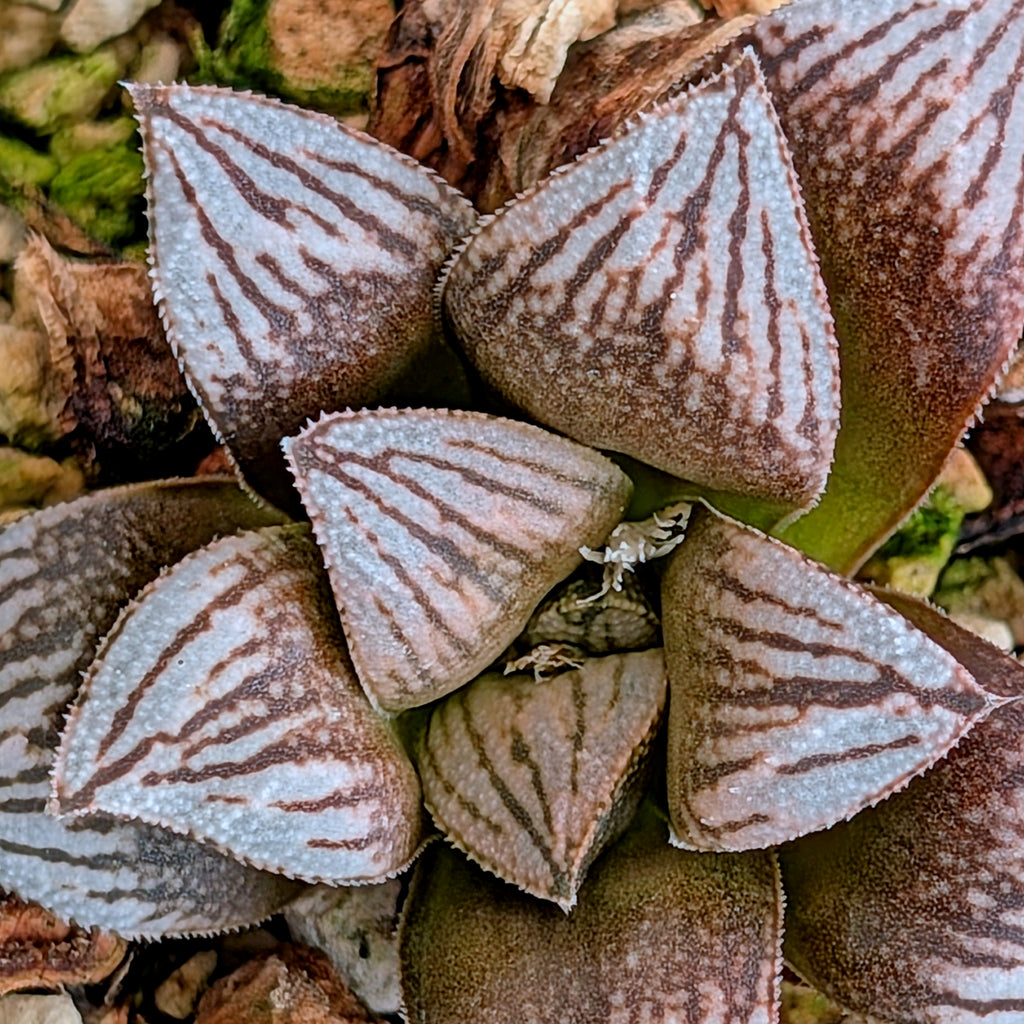 Haworthia PP530 hybrid series #42