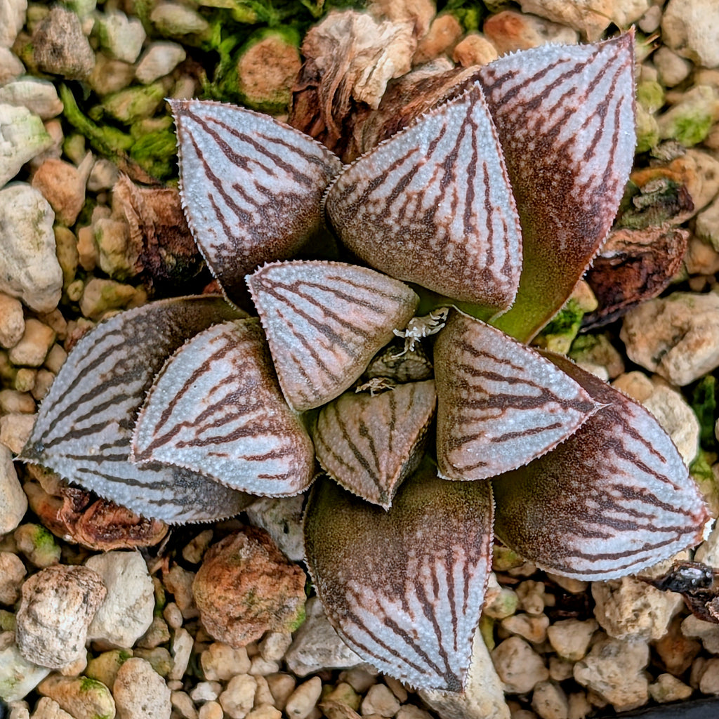 Haworthia PP530 hybrid series #42
