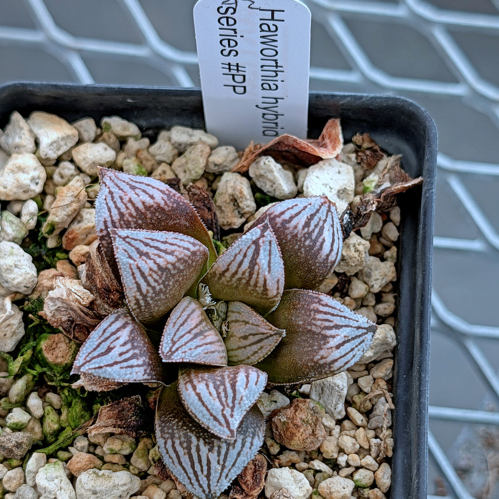 Haworthia PP530 hybrid series #42