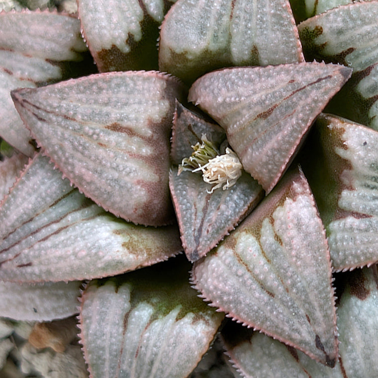 Haworthia PP225 hybrid series #42