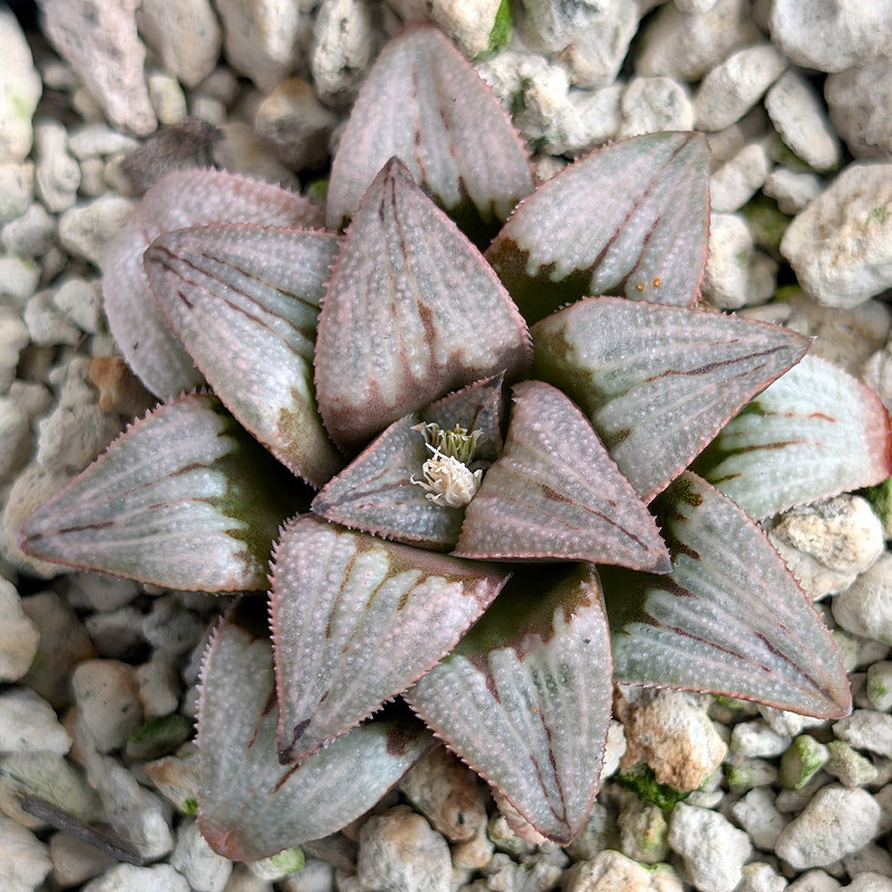 Haworthia PP225 hybrid series #42