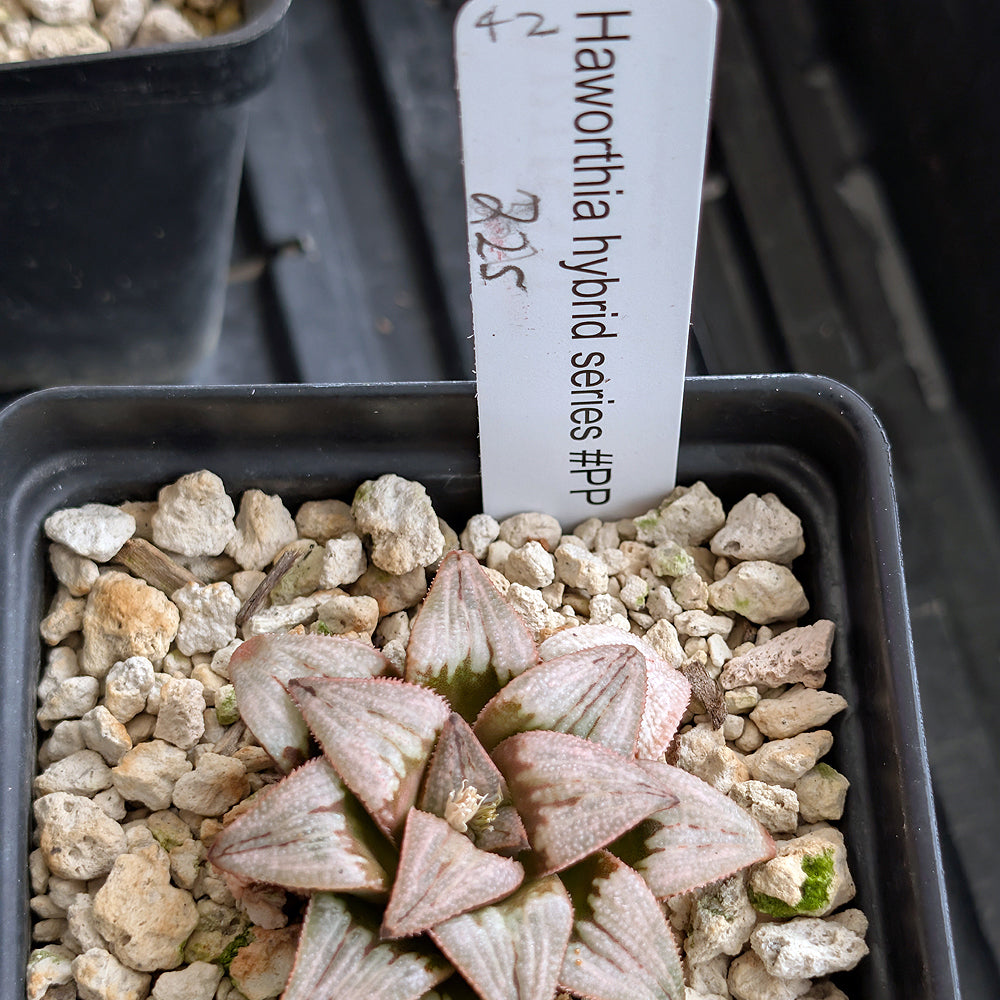 Haworthia PP225 hybrid series #42