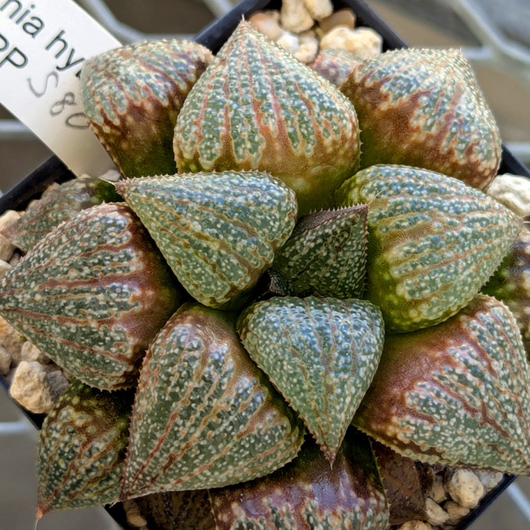 Haworthia 