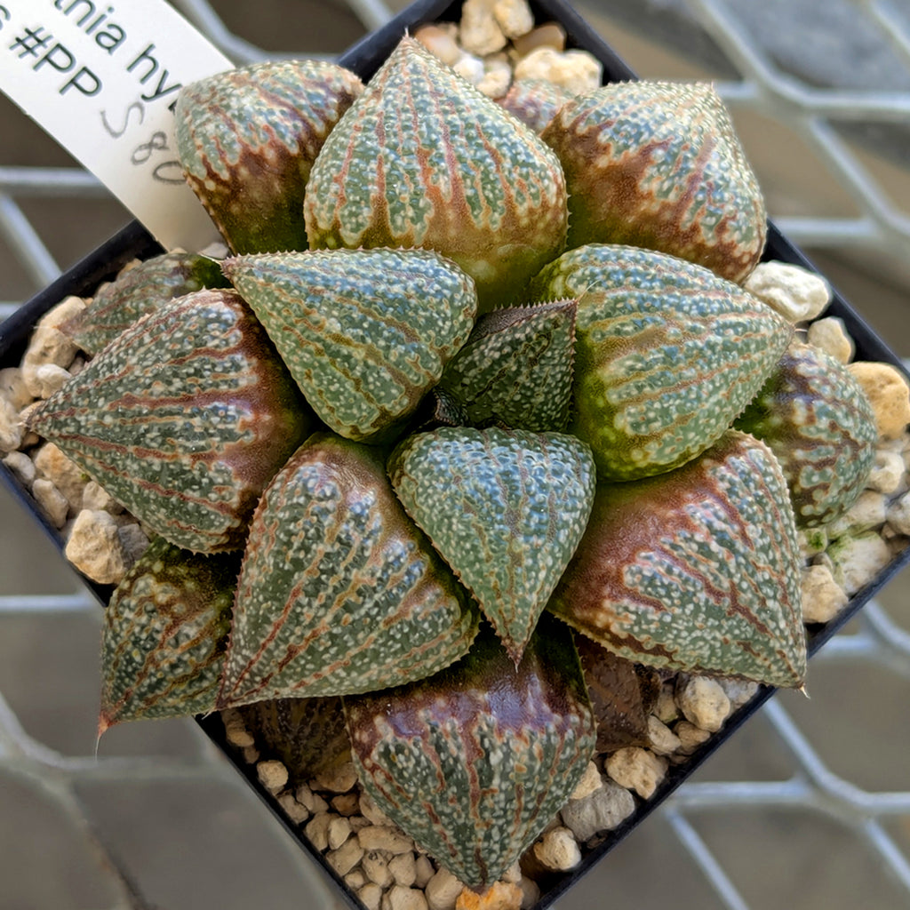 Haworthia "TetraTreasures" PP580 hybrid series #42