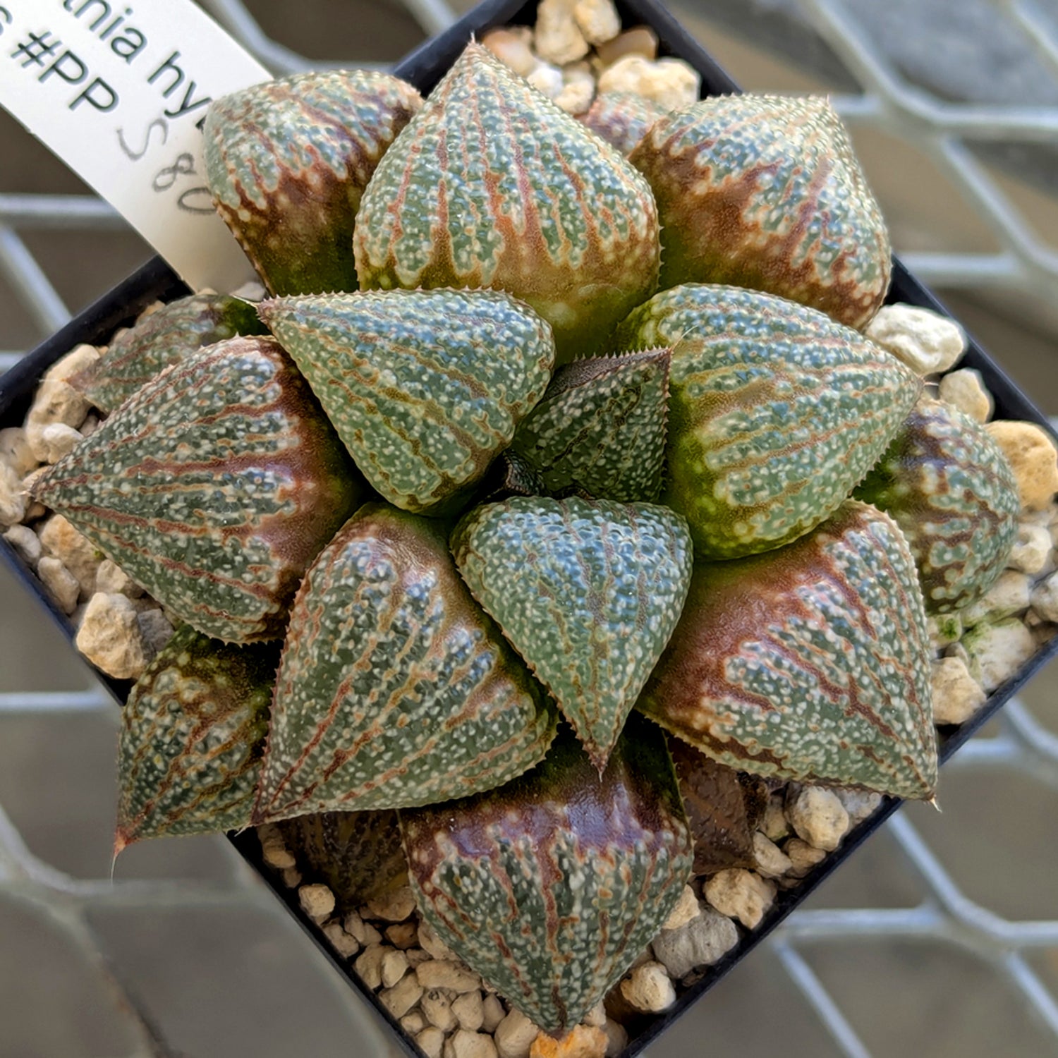 Haworthia "TetraTreasures" PP580 hybrid series #42