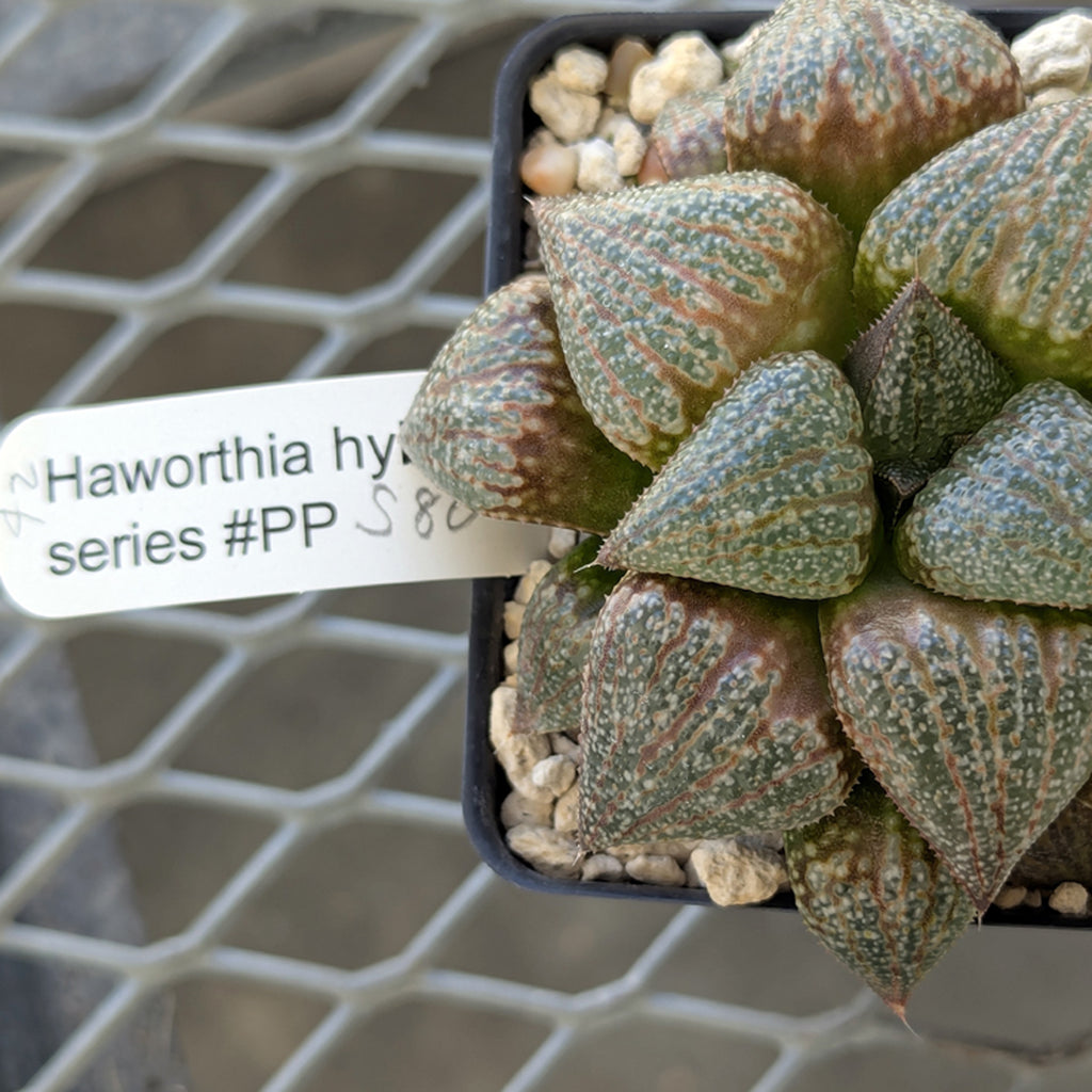 Haworthia "TetraTreasures" PP580 hybrid series #42