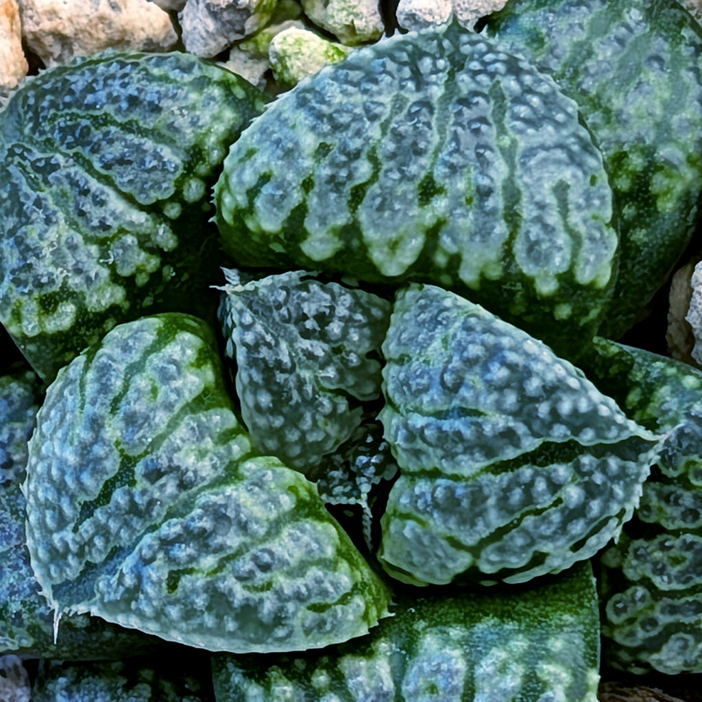 Haworthia PP669 hybrid series #42