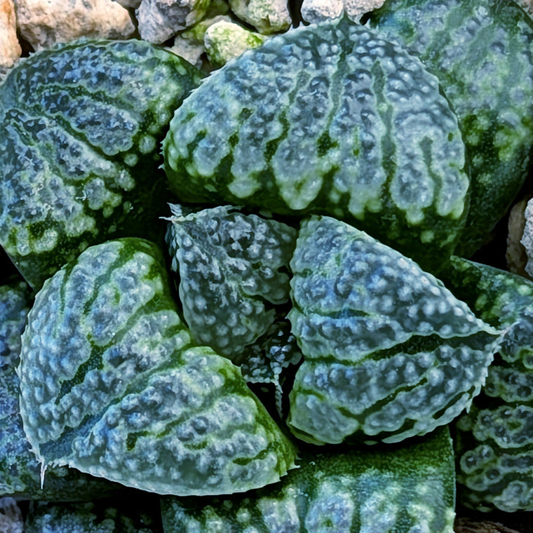 Haworthia PP669 hybrid series #42