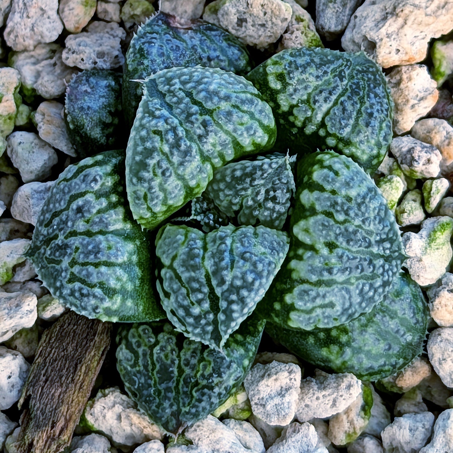 Haworthia PP669 hybrid series #42