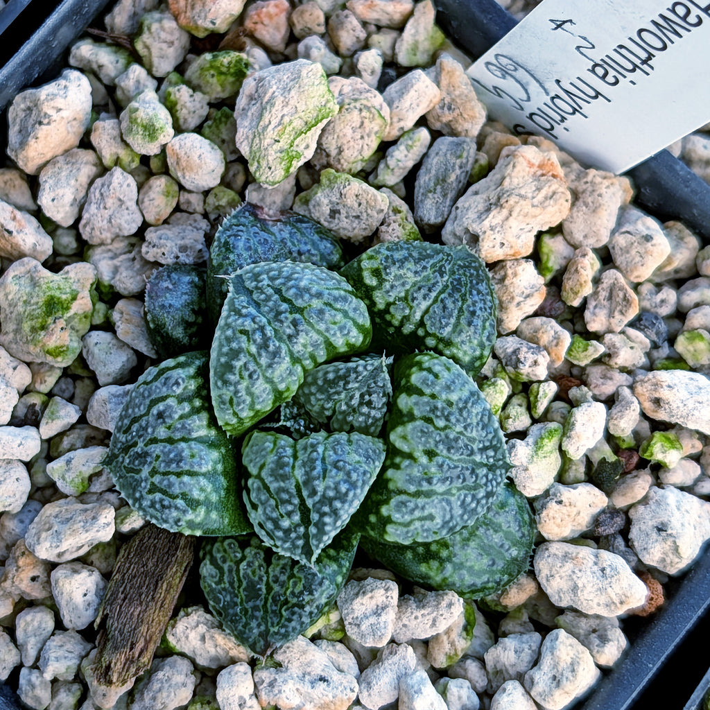 Haworthia PP669 hybrid series #42