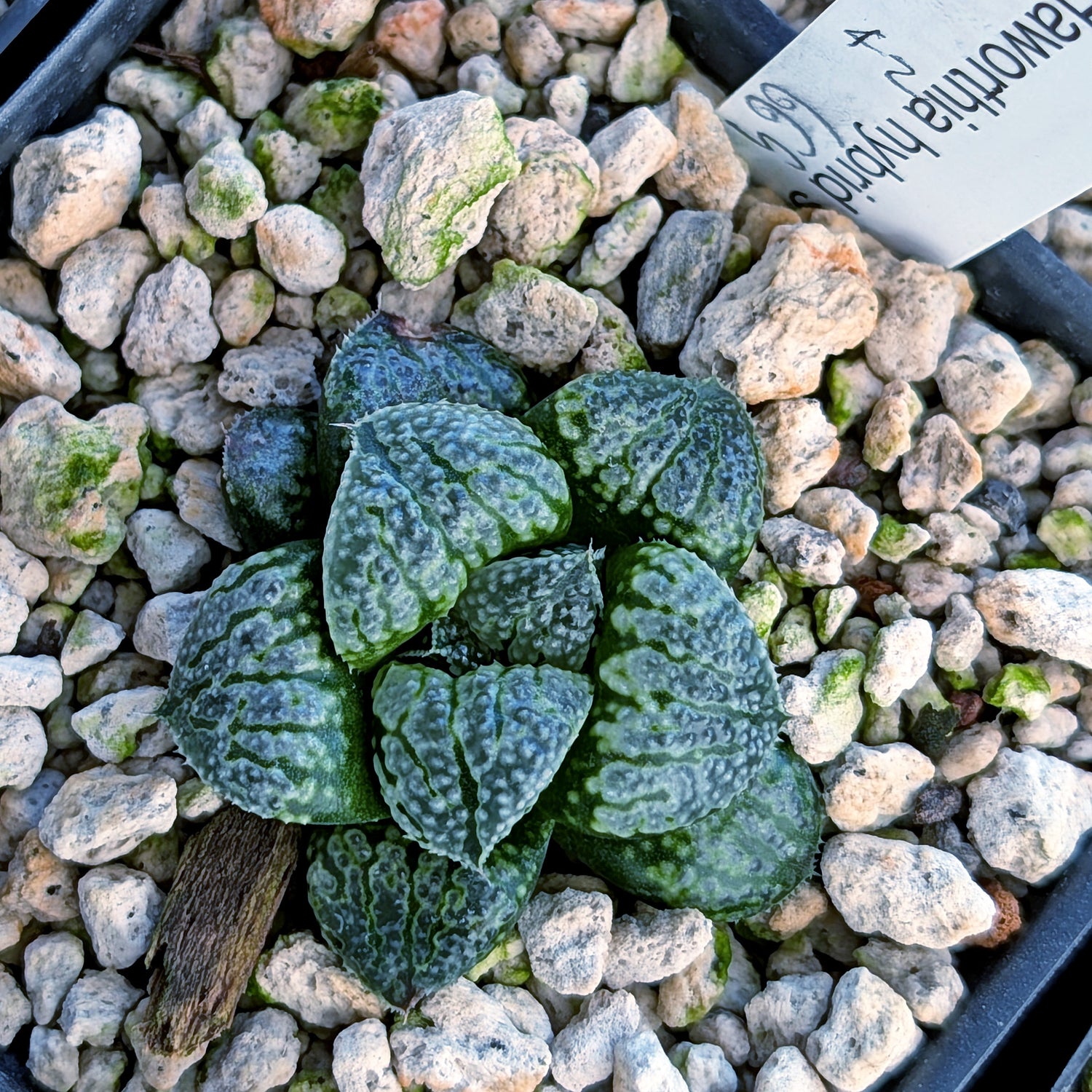 Haworthia PP669 hybrid series #42