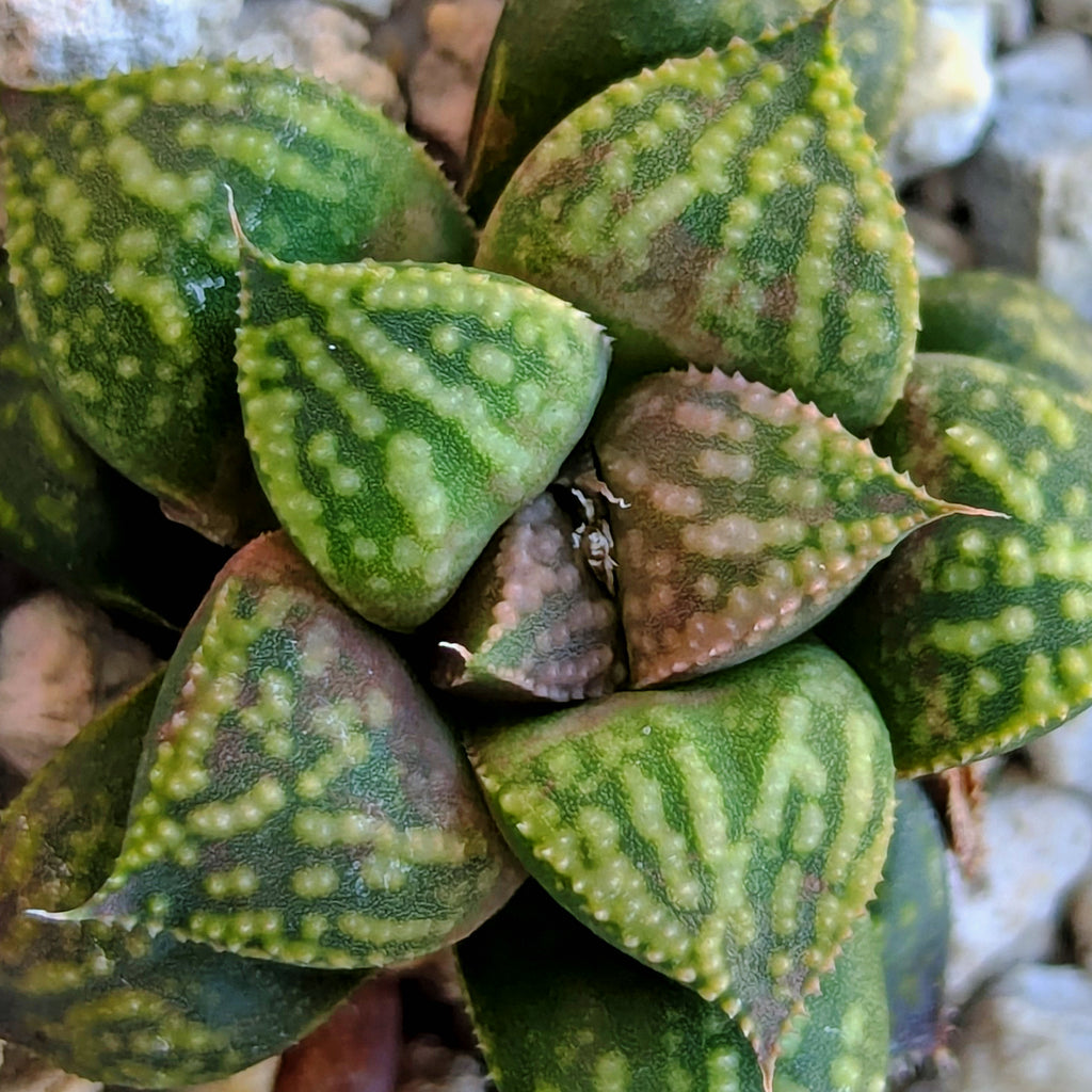 Haworthia PP610 hybrid series #43