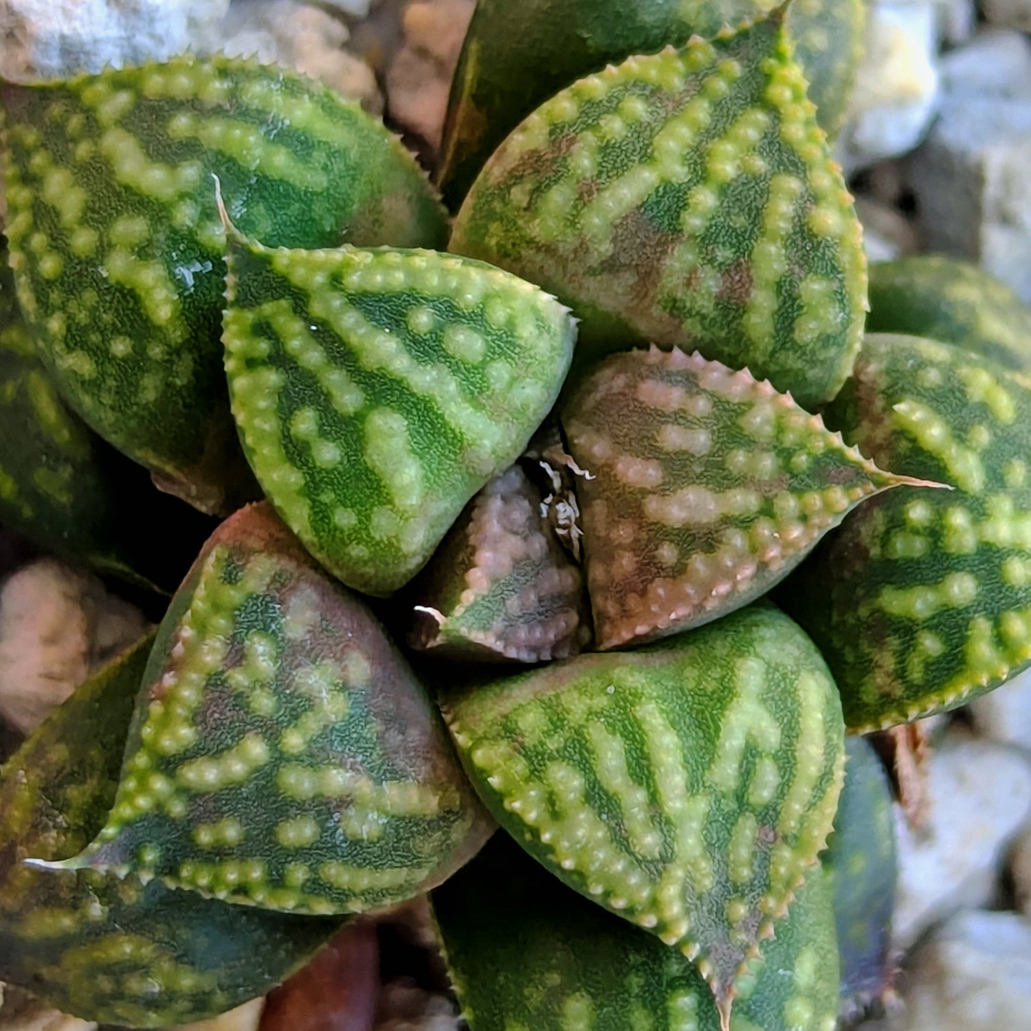 Haworthia PP610 hybrid series #43