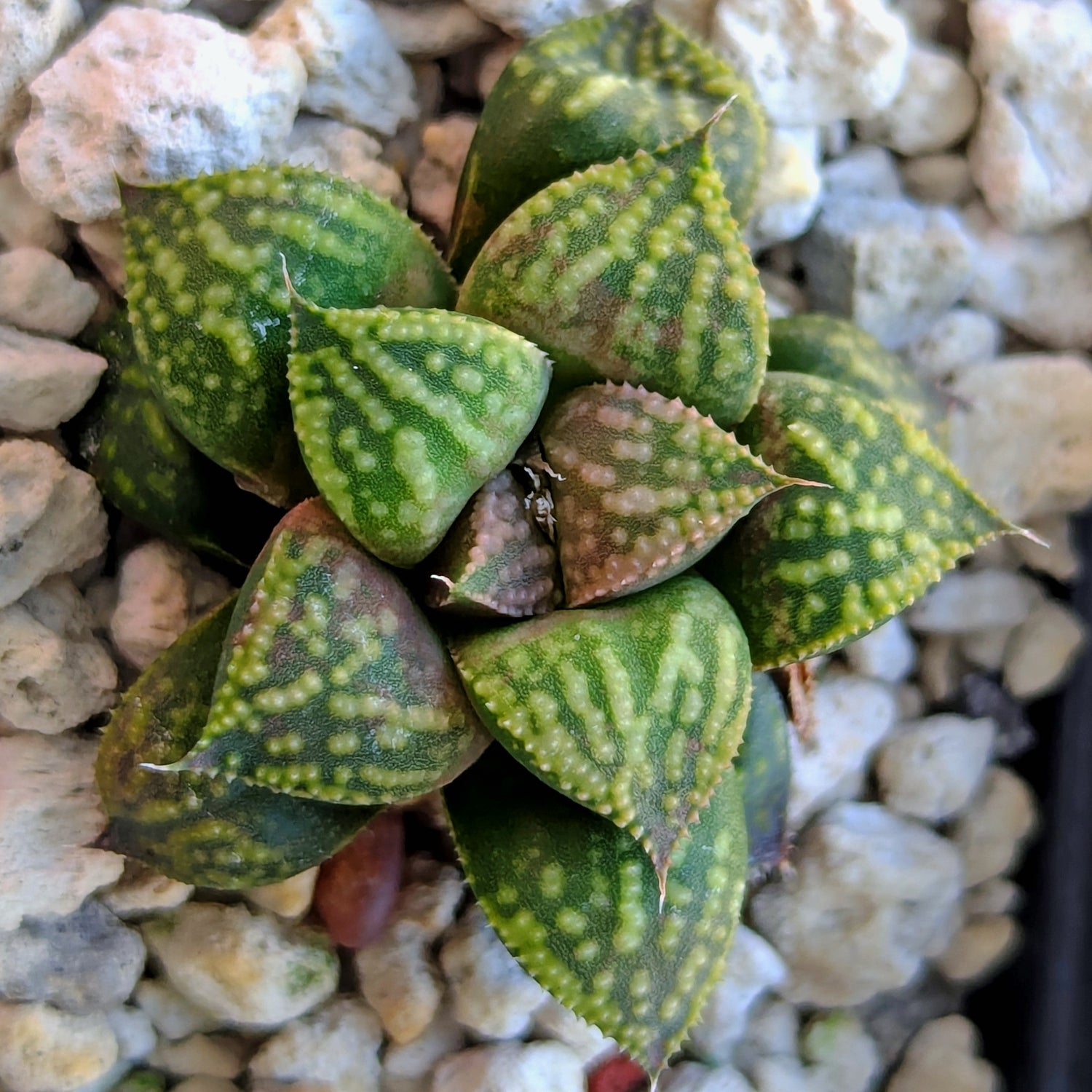 Haworthia PP610 hybrid series #43