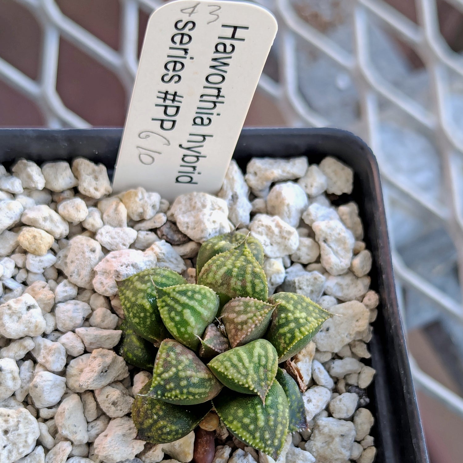 Haworthia PP610 hybrid series #43
