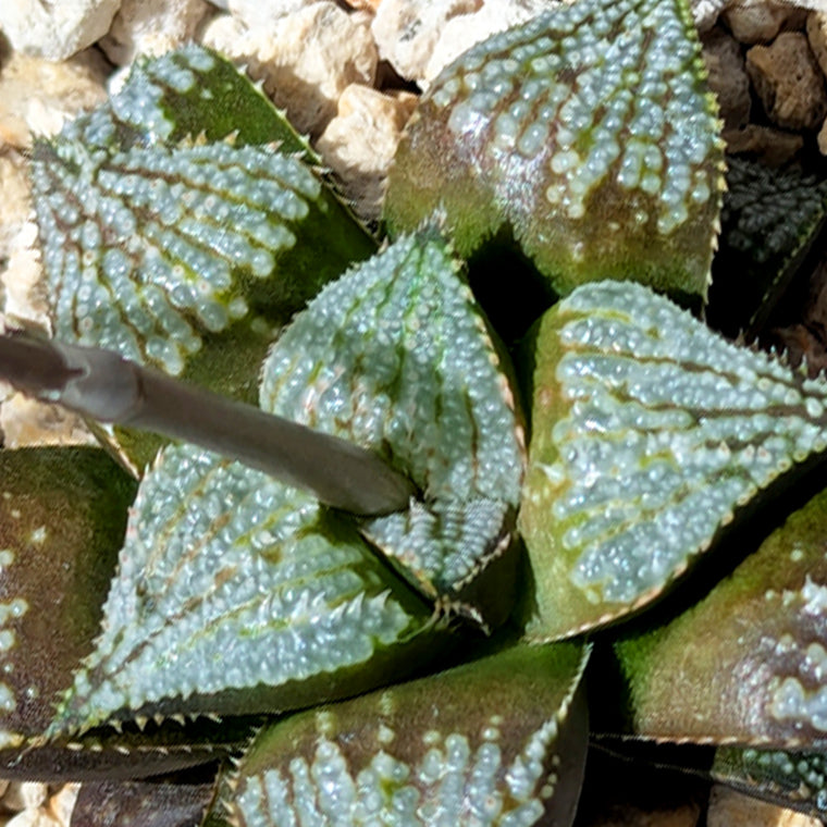 Haworthia  hybrid series PP611  #43