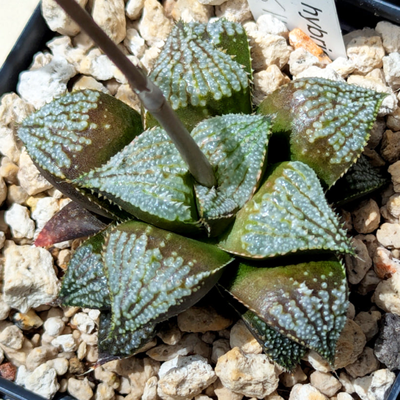 Haworthia  hybrid series PP611  #43
