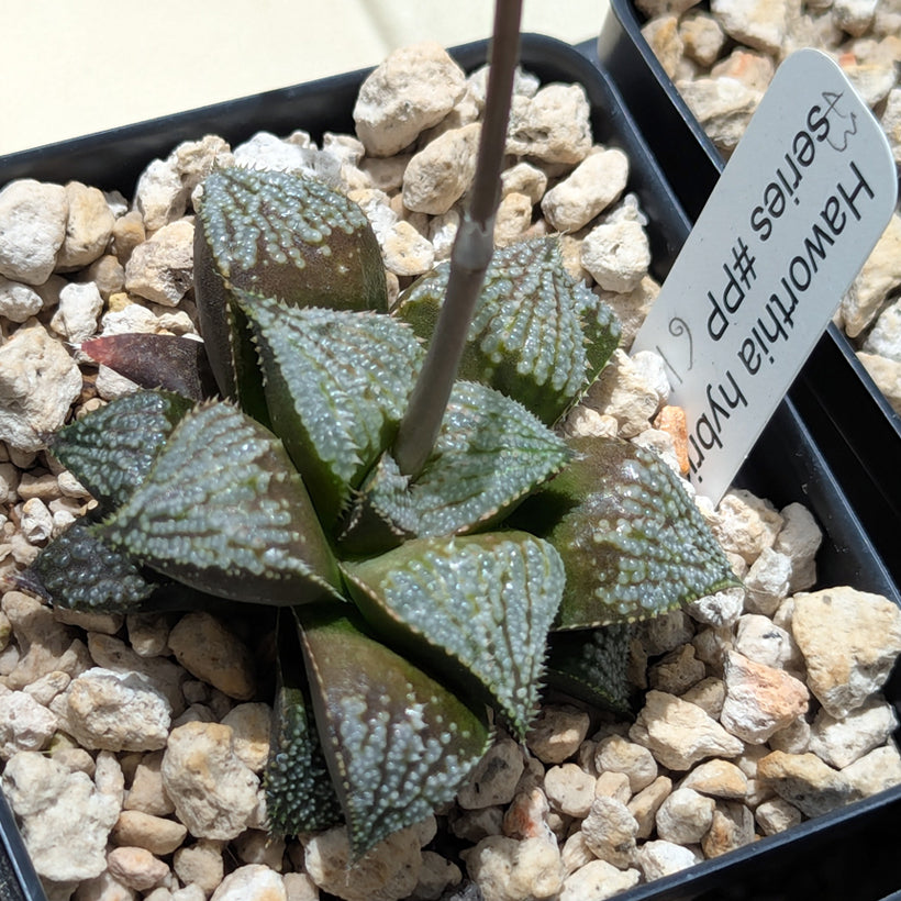 Haworthia  hybrid series PP611  #43