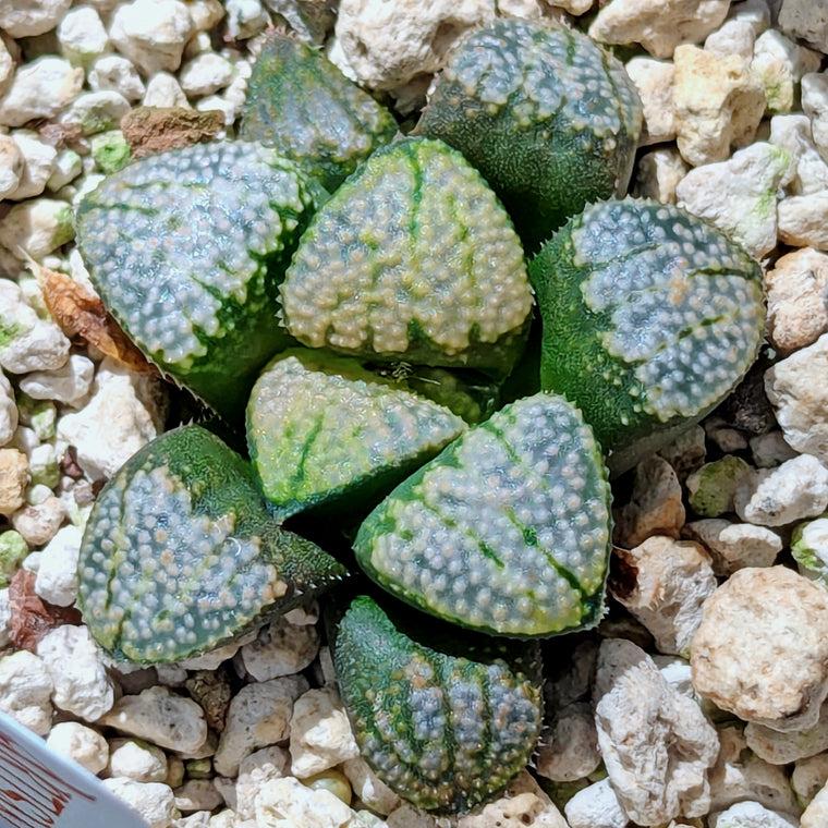 Haworthia 