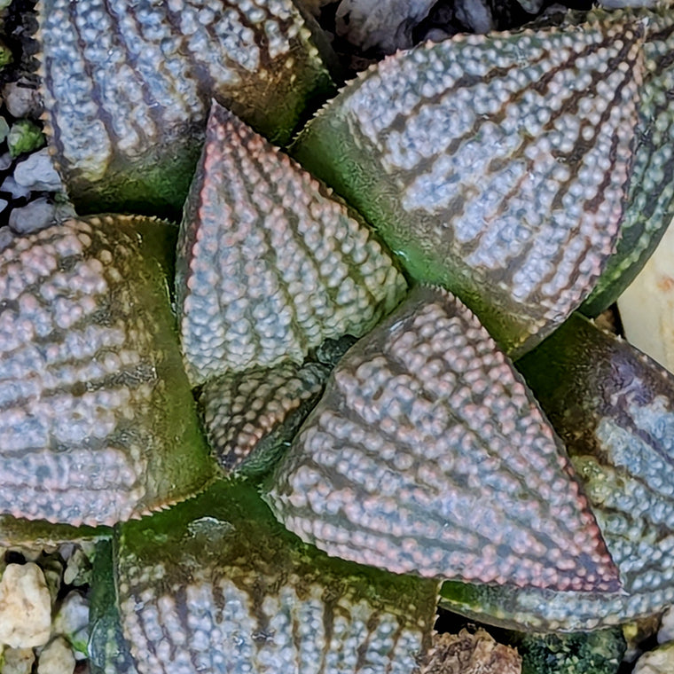 Haworthia 
