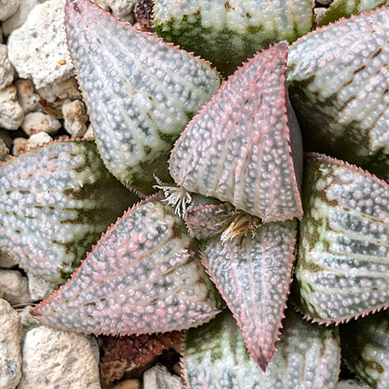 Haworthia PP225 hybrid series #43