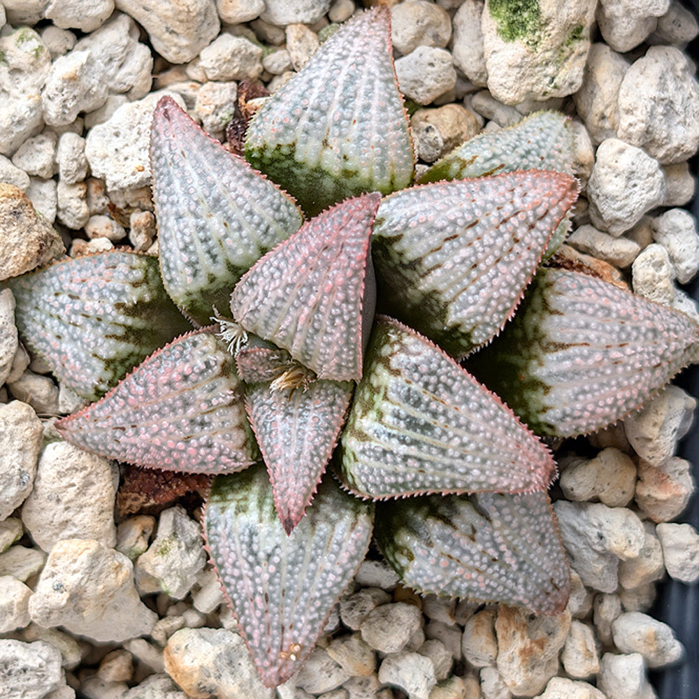 Haworthia PP225 hybrid series #43