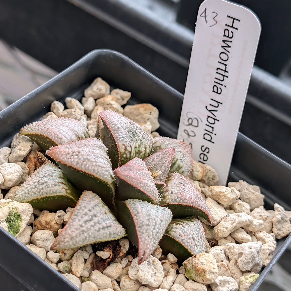 Haworthia PP225 hybrid series #43