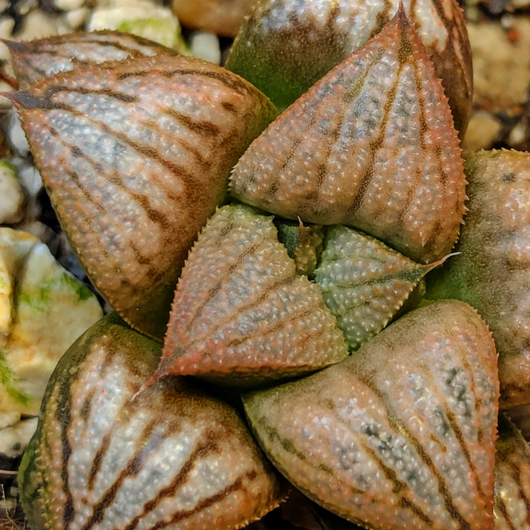 Haworthia  hybrid series PP639 #43