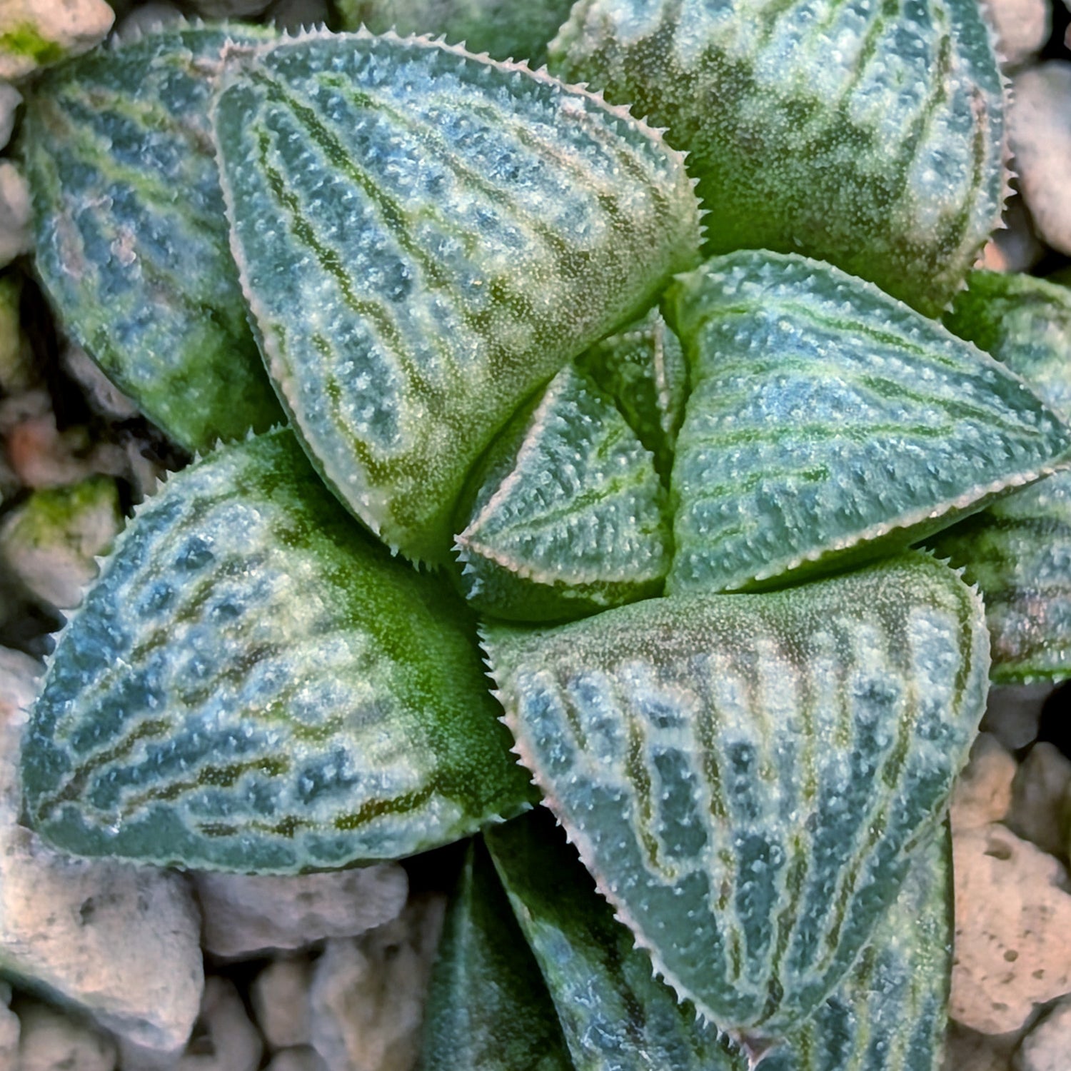 Haworthia PP671 hybrid series #43