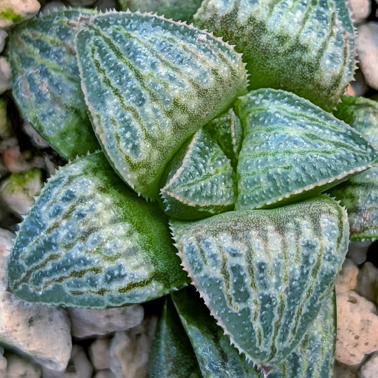Haworthia PP671 hybrid series #43