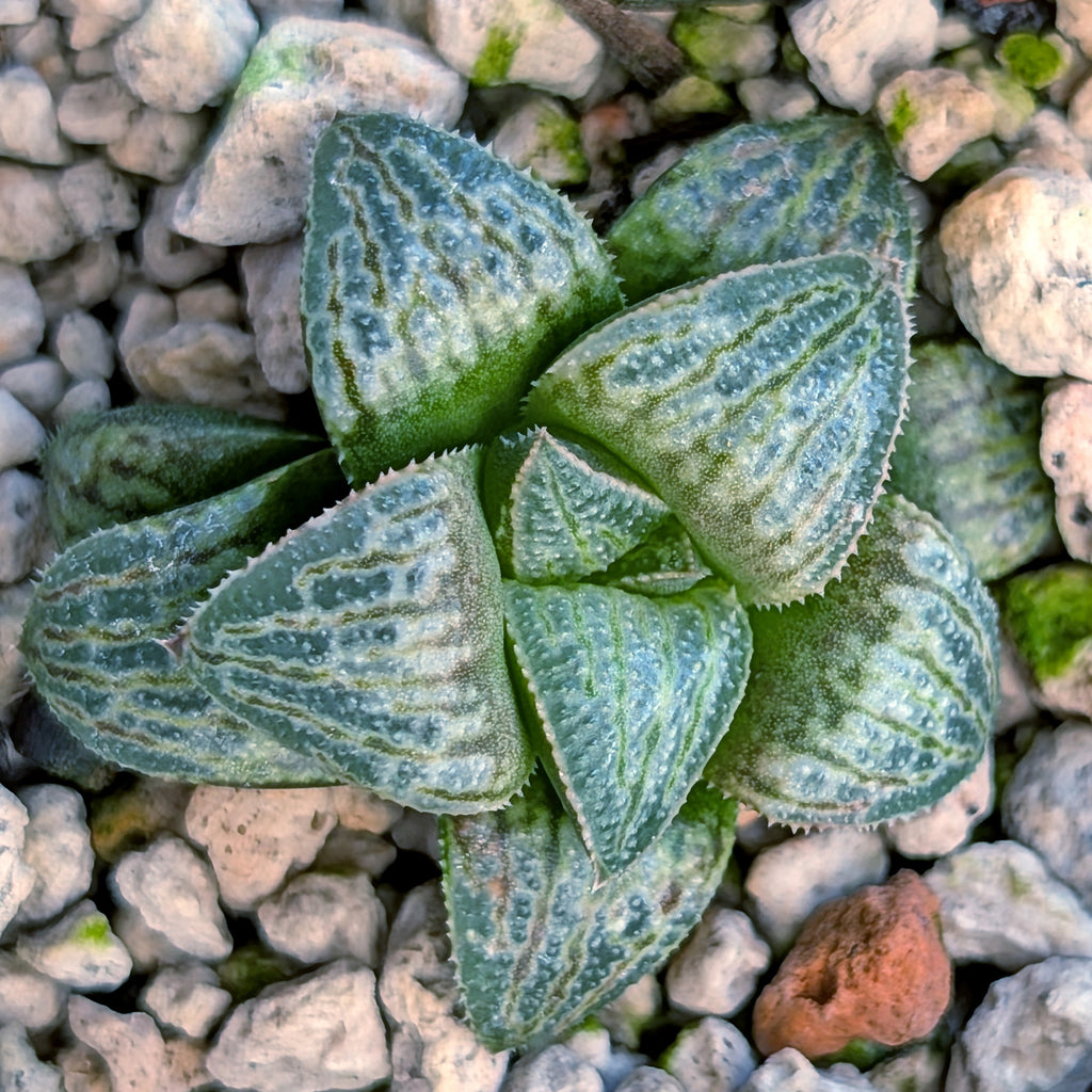 Haworthia PP671 hybrid series #43