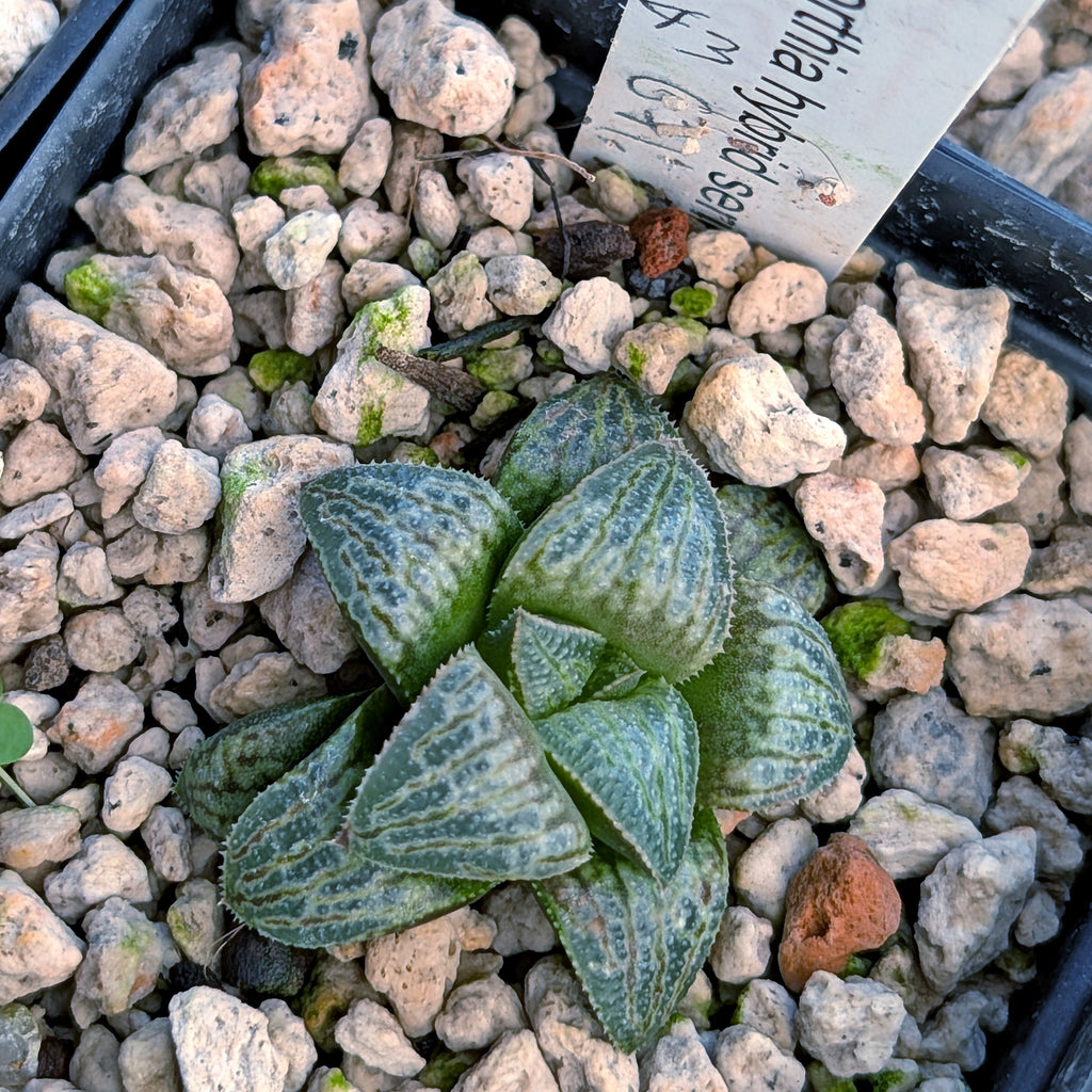 Haworthia PP671 hybrid series #43