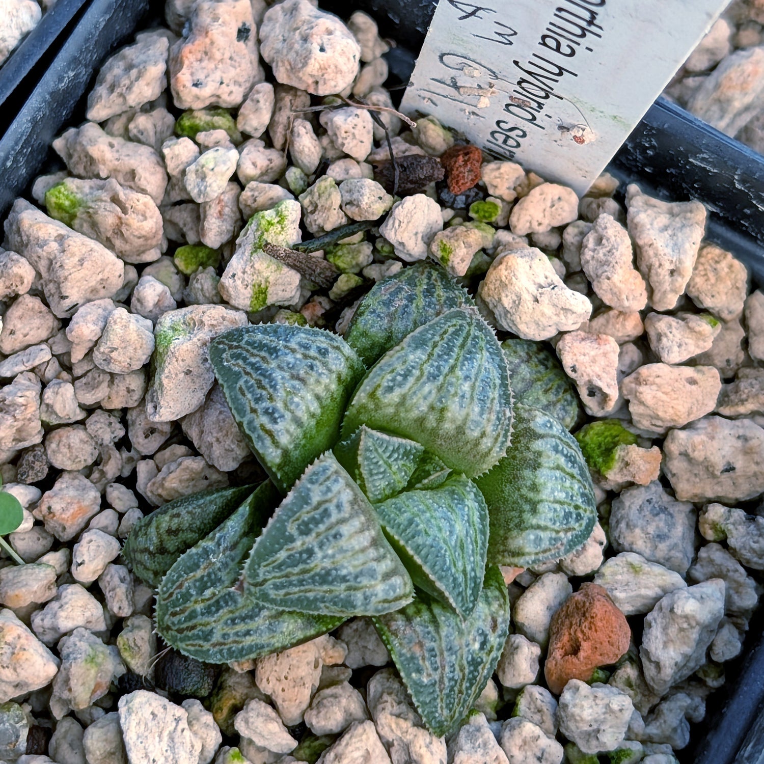 Haworthia PP671 hybrid series #43