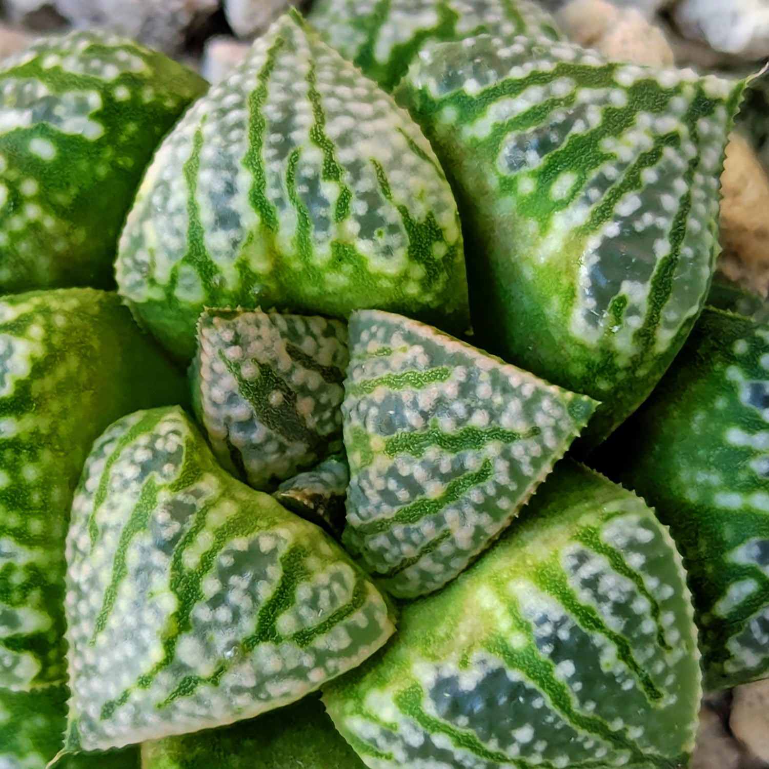 Haworthia  hybrid series PP586 #44