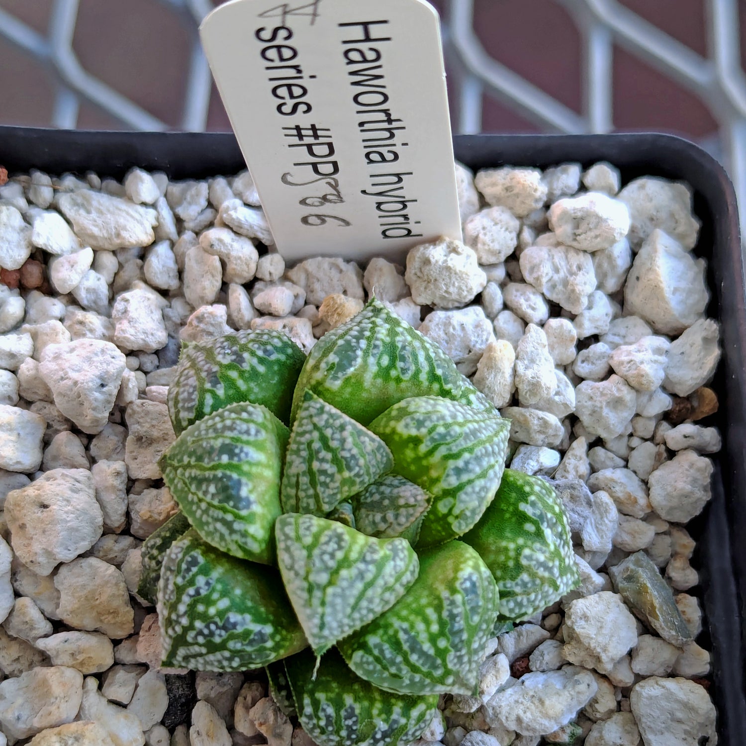 Haworthia  hybrid series PP586 #44