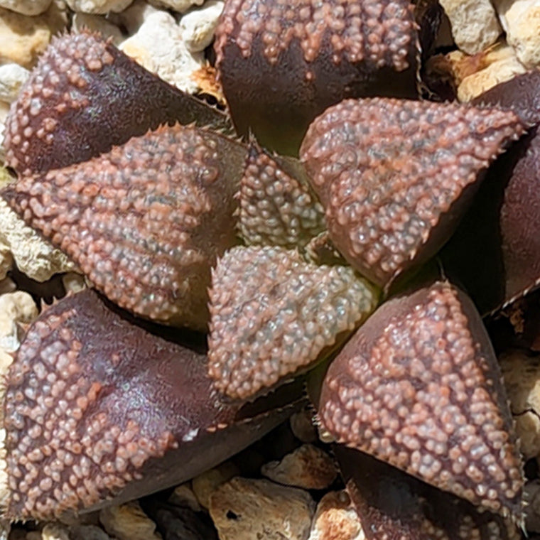 Haworthia  hybrid series PP611  #44