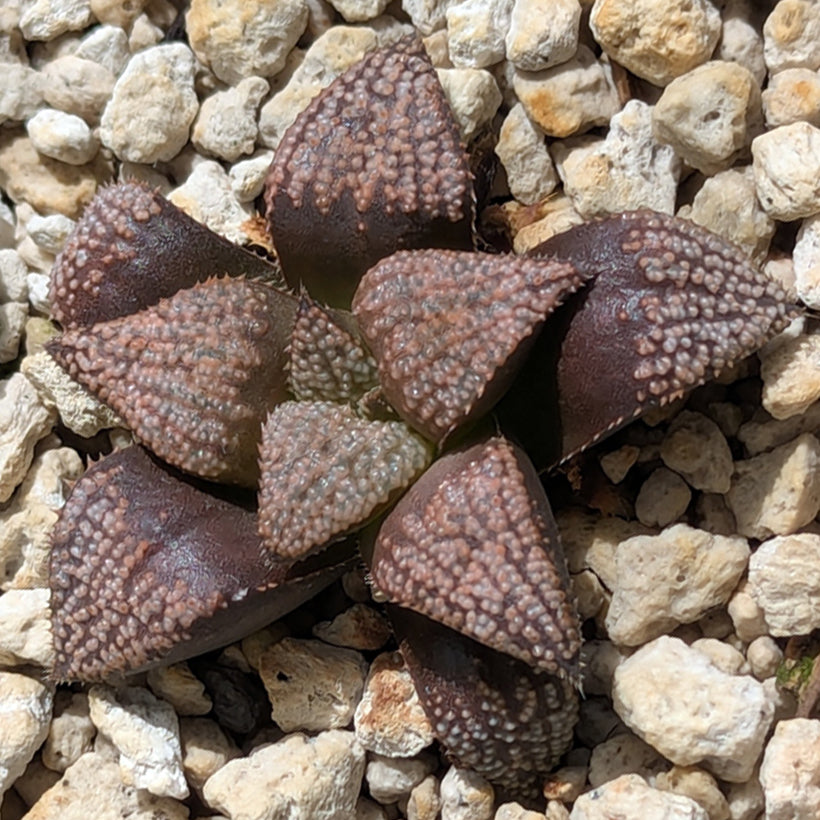Haworthia  hybrid series PP611  #44