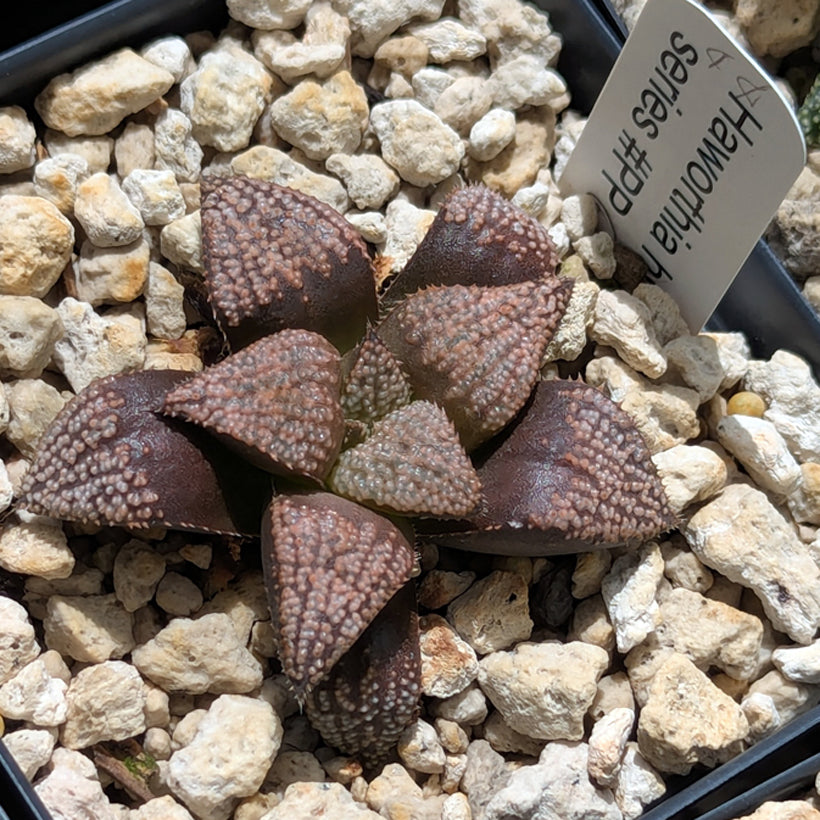 Haworthia  hybrid series PP611  #44