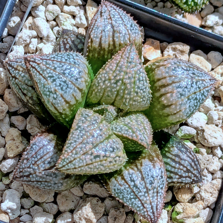 Haworthia 