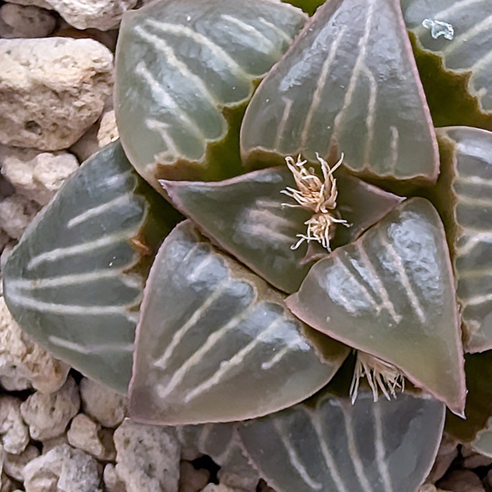 Haworthia PP345White Widow hybrid series #44