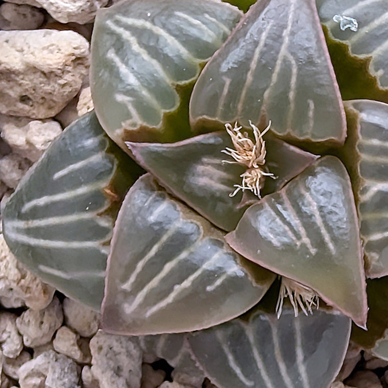 Haworthia PP345White Widow hybrid series #44