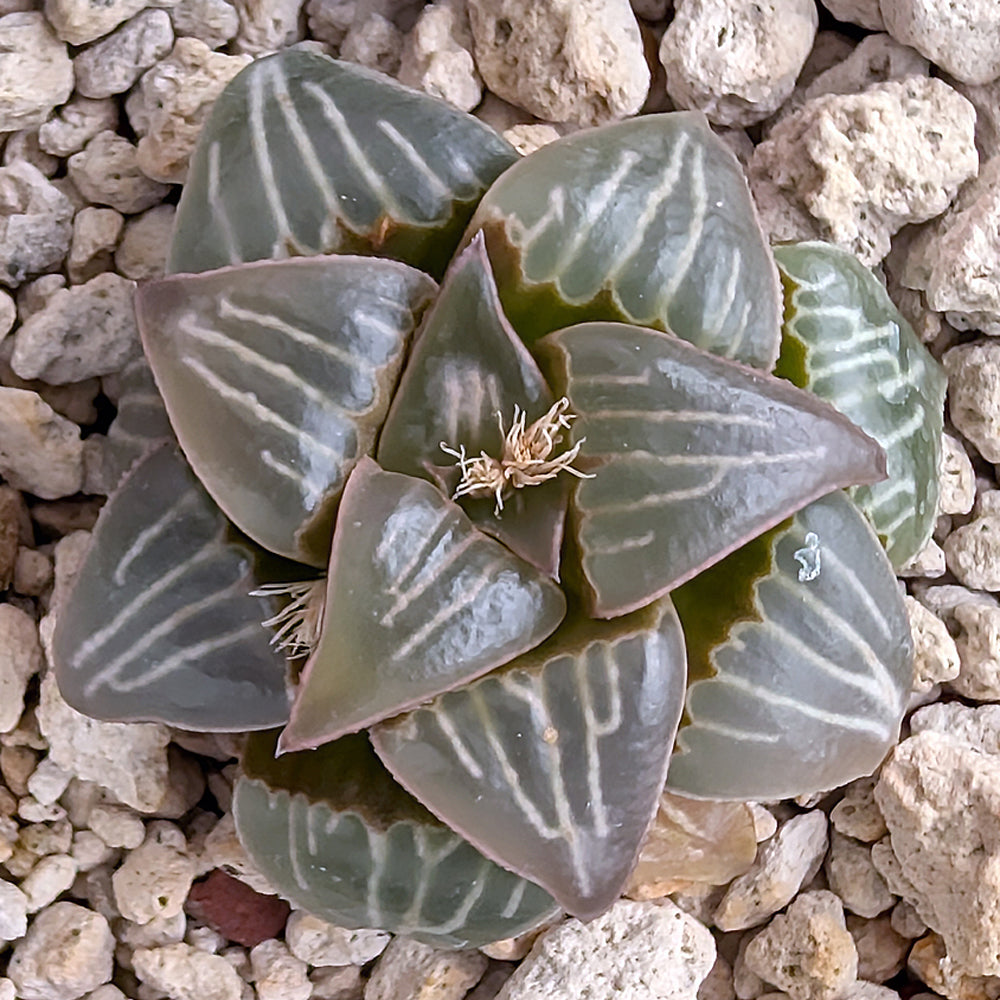 Haworthia PP345White Widow hybrid series #44