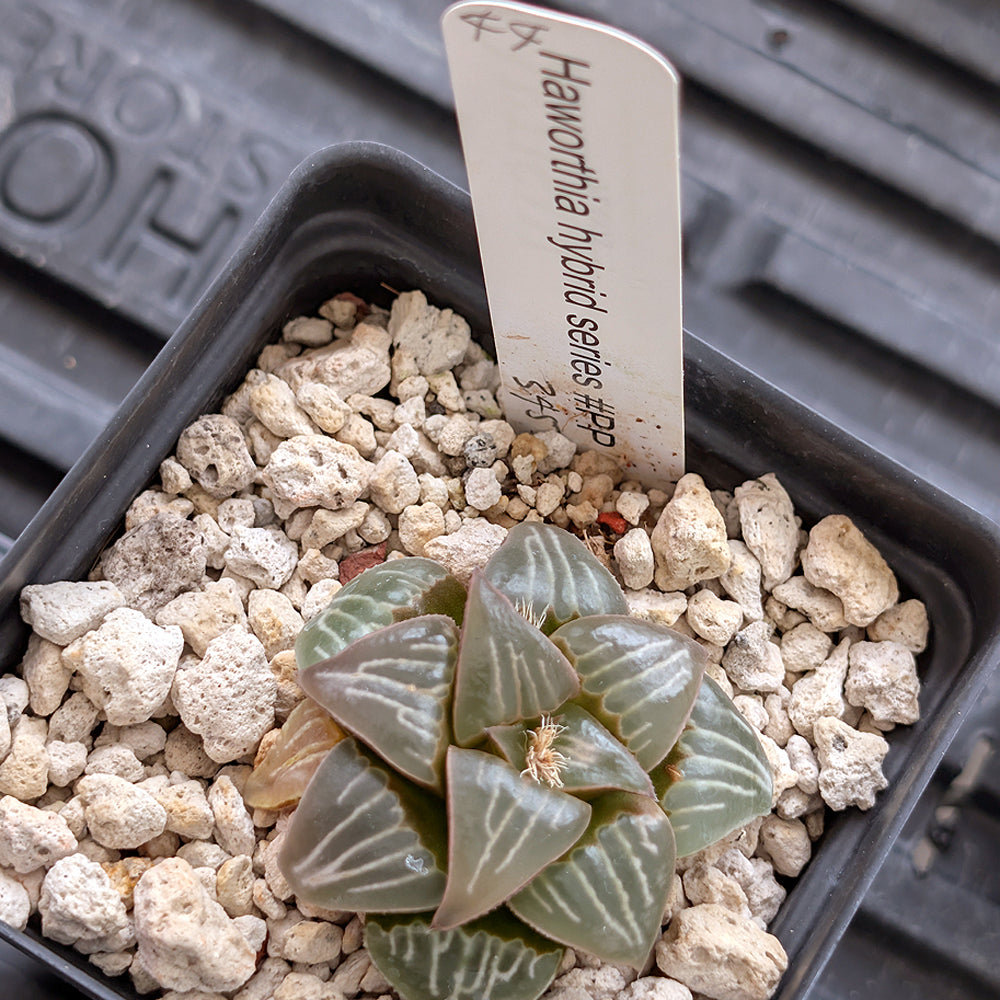 Haworthia PP345White Widow hybrid series #44