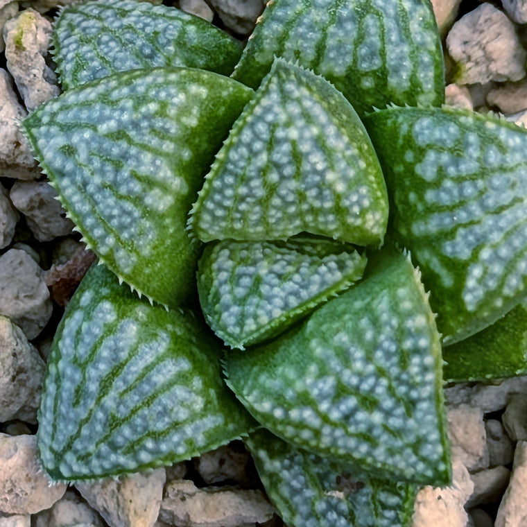 Haworthia PP671 hybrid series #44